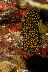 Leopard Flatworm by Lowrey Holthaus 